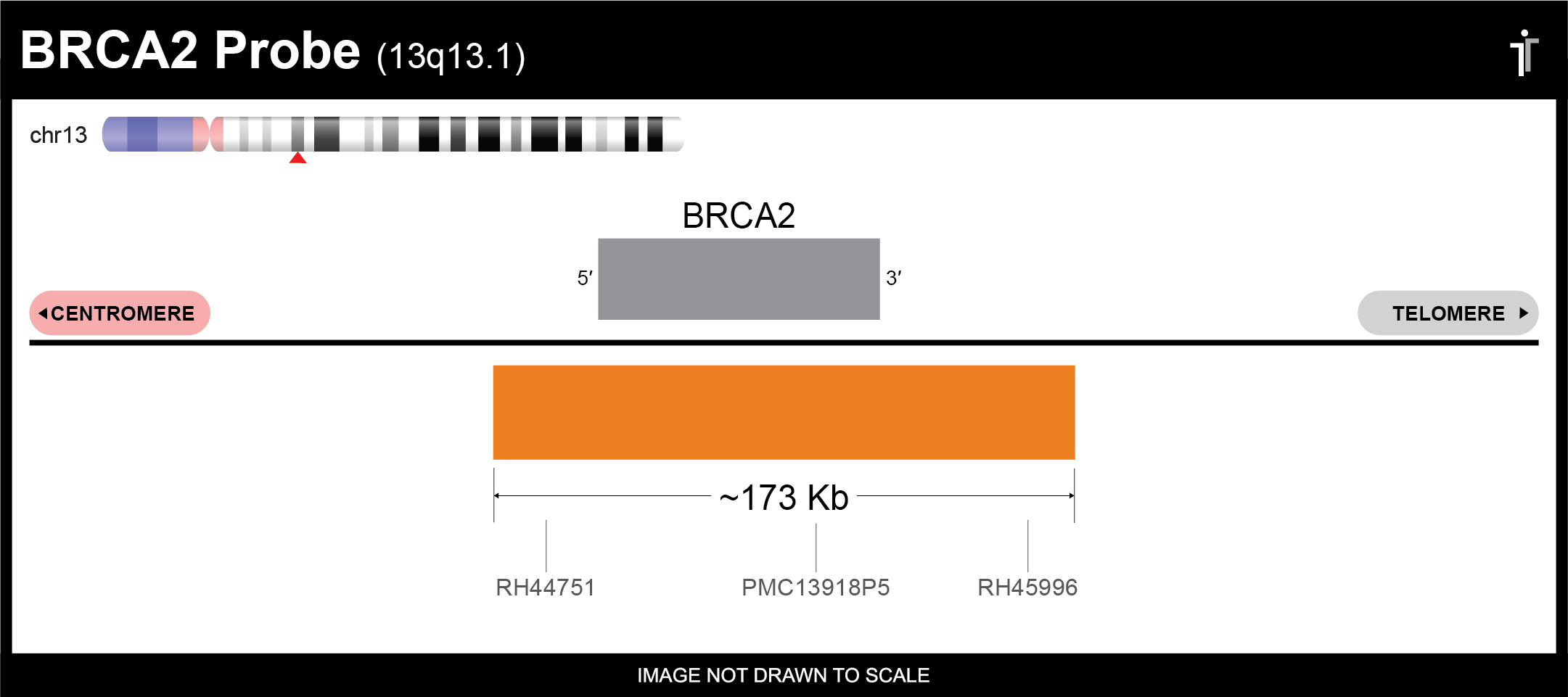 BRCA2 FISH 探针 #BRCA2-20-OR