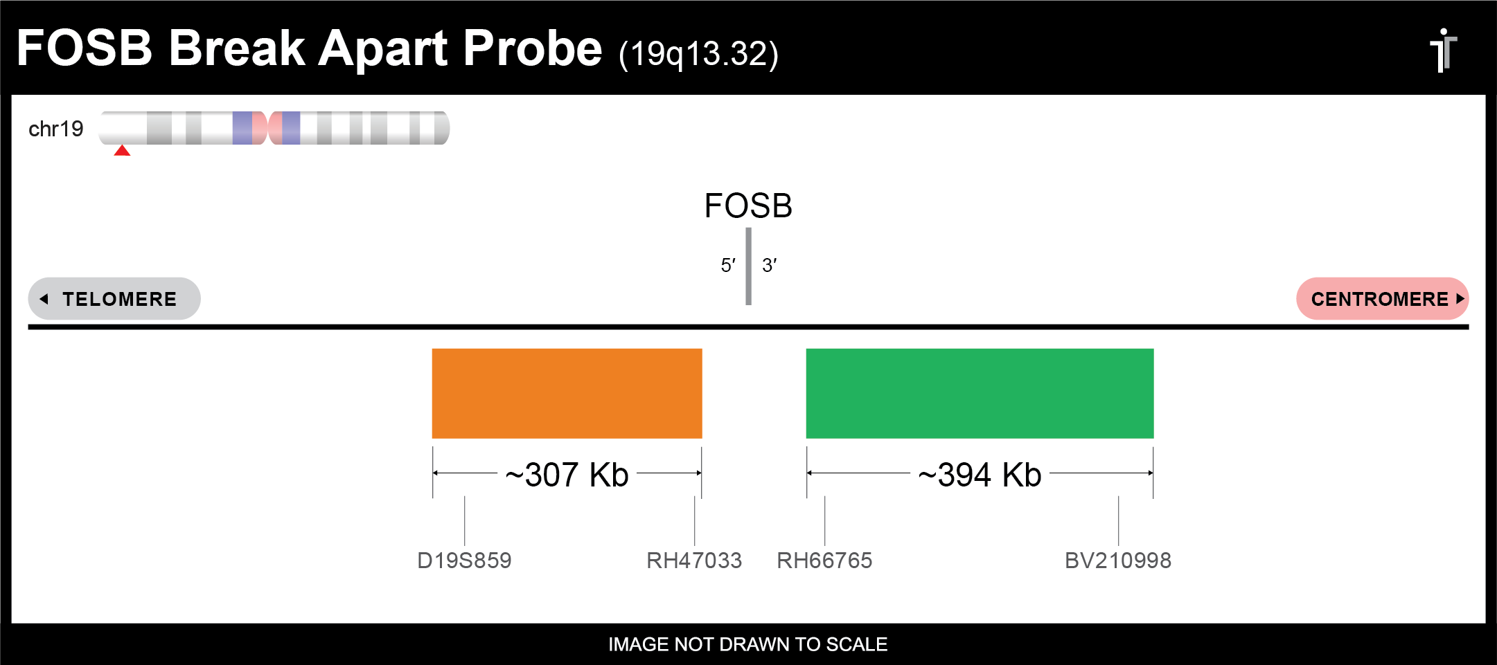 fosb-break-apart-fish-probe