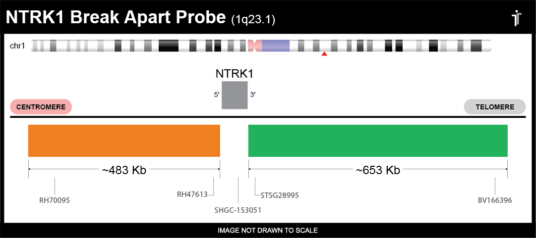 NTRK1 分离 FISH 探针 #NTRK1BA-20-ORGR