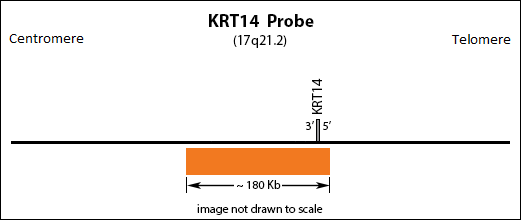 KRT14 FISH Probe Ideogram