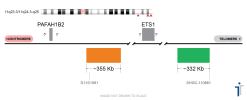 11Q23.3-11Q24 FISH Probe