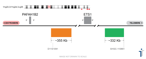 11Q23.3-11Q24 FISH Probe