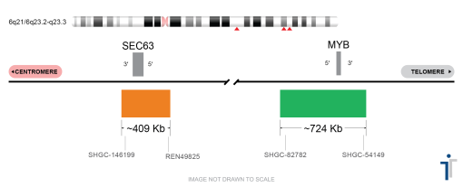 6Q21/MYB FISH Probe