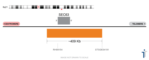 6Q21 FISH Probe  (ORANGE)