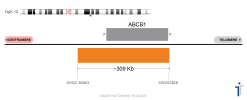 ABCB1 FISH Probe