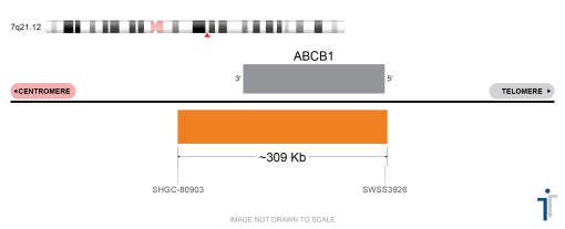 ABCB1 FISH Probe