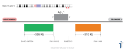 ABL1 Break Apart VB FISH Probe