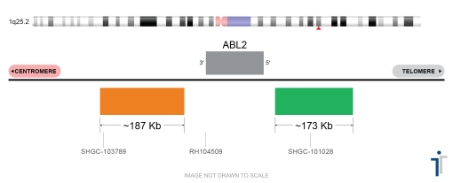 ABL2 Break Apart FISH Probe