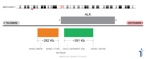 ALK Break Apart FISH Probe