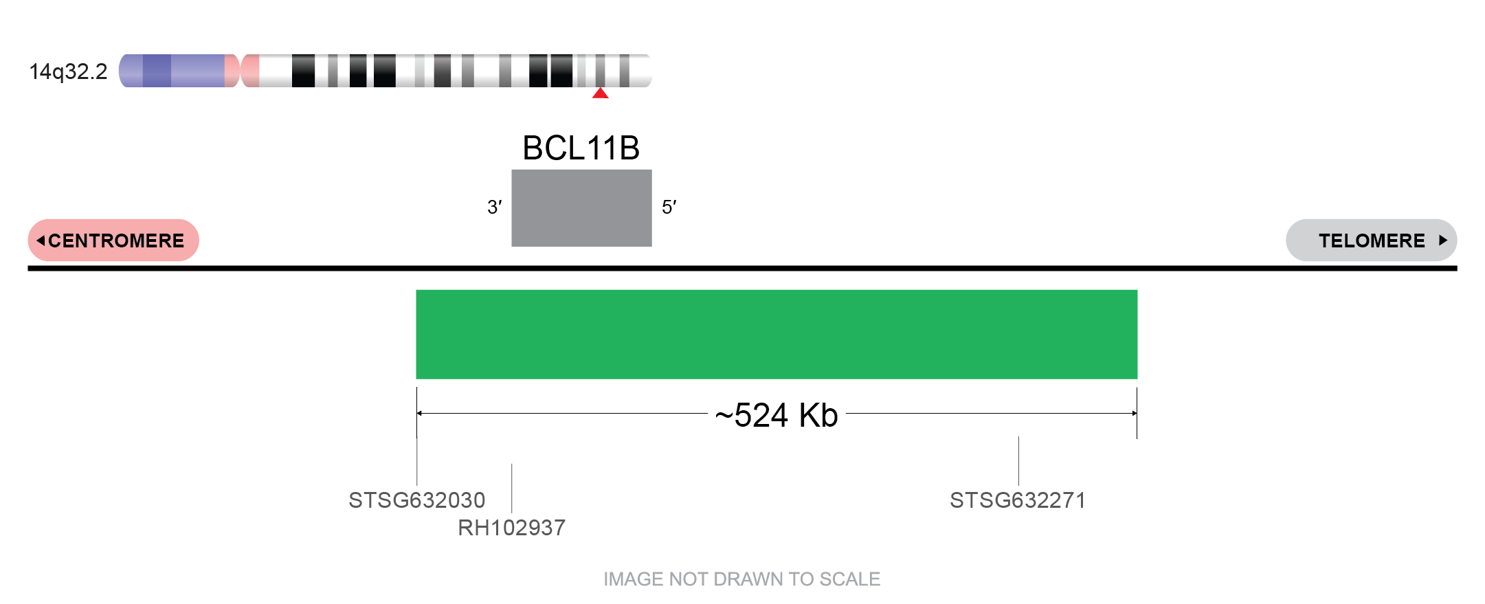 TLX3/BCL11B FISH Probe - Image 2