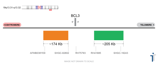 BCL3 Break Apart FISH Probe