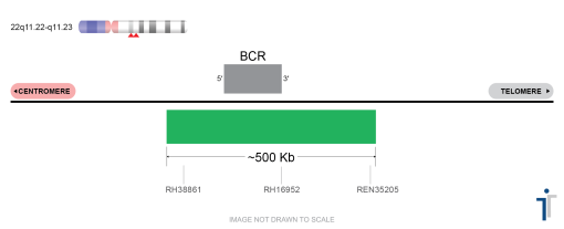 BCR/ABL1 FISH Probe