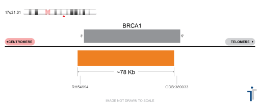 BRCA1 FISH Probe