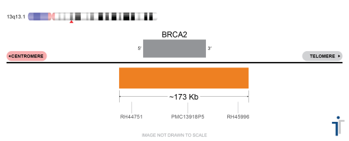 BRCA2 FISH Probe