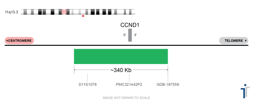 CCND1 FISH Probe  (GREEN)