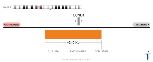 CCND1 FISH Probe  (ORANGE)