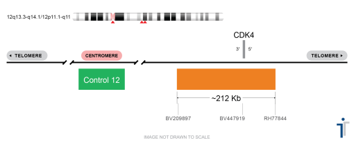 CDK4/CON12 FISH Probe