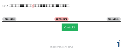 CHROMOSOMES X AND Y Control FISH Probe