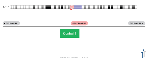 Chromosome 01 Control FISH Probe