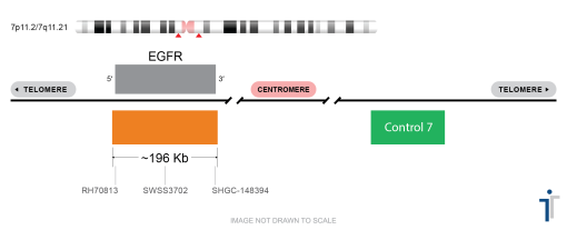 EGFR/CON7 FISH Probe