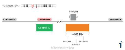 ERBB2 (HER2)/CON 17 FISH Probe