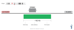 ERBB2 (HER2) FISH Probe