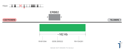 ERBB2 (HER2) FISH Probe