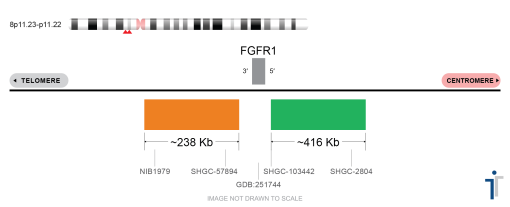 FGFR1 Break Apart FISH Probe