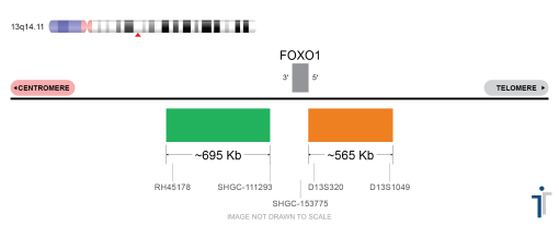 FOXO1 Break Apart FISH Probe