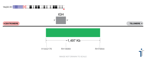 IGH Full FISH Probe