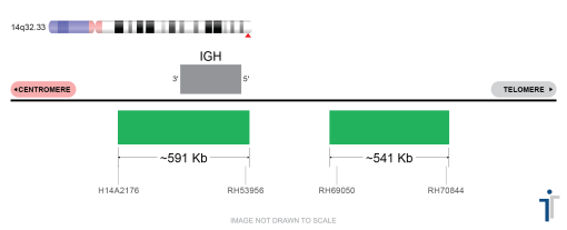 IGH/MAF SPLIT Fusion FISH Probe