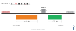 MALT1 Break Apart FISH Probe