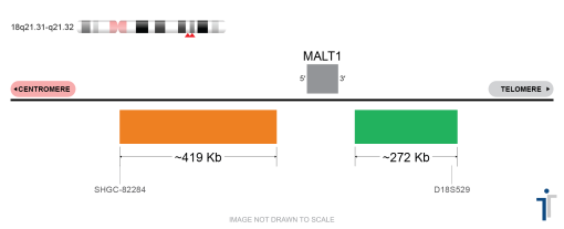 MALT1 Break Apart FISH Probe