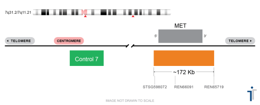 MET/CON7 FISH Probe