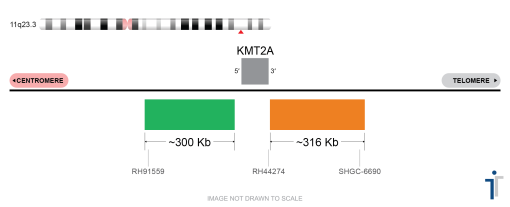 MLL Break Apart Extended FISH Probe