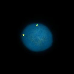 MYB FISH Probe CENTROMERE  (GREEN)