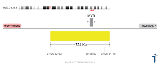 MYB FISH Probe