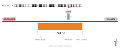 Alternative view of MYB FISH Probe