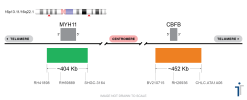 MYH11/CBFB Extended FISH Probe