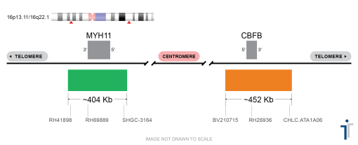 MYH11/CBFB Extended FISH Probe