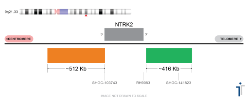 NTRK2 Break Apart FISH Probe