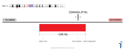 P16 (CDKN2A) FISH Probe