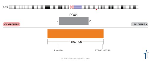 BDot PBX1/TCF3 FISH Probe