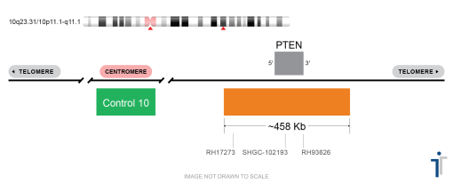 PTEN/CON10 FISH Probe