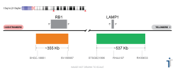 BDot RB1/LAMP1 Extended FISH Probe