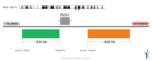 ROS1 Break Apart FISH Probe