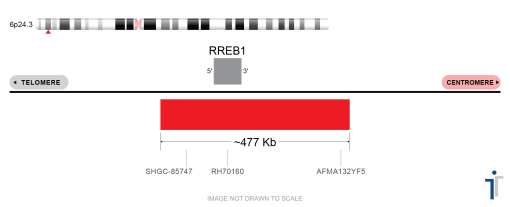 RREB1 FISH Probe