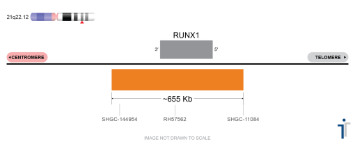 ETV6/RUNX1 FISH Probe