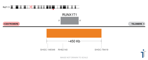 RUNX1T1-RUNX1 Fusion FISH Probe