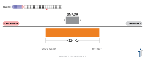 BDot SMAD6/NR4A3/5P15 FISH Probe